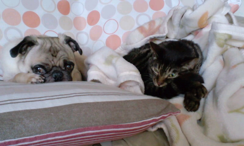 moblog_1a408c04.jpg