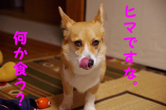 ヒマ1