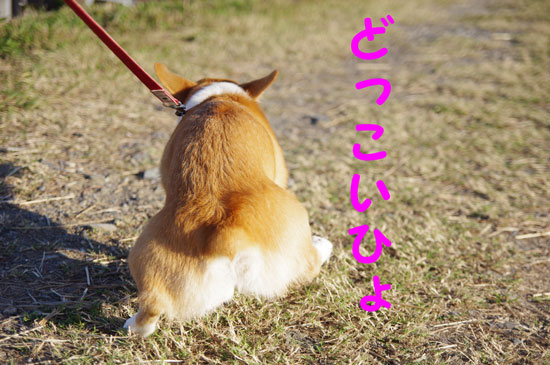 ドスコイ