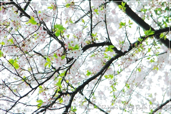 IMG_5535-20120416.jpg