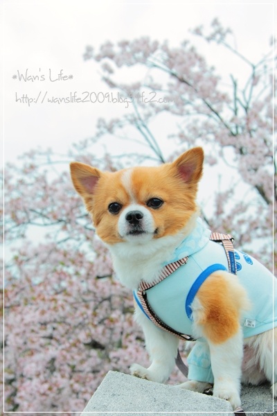 IMG_5586-20120416.jpg