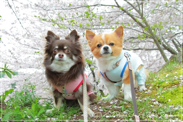 IMG_5605-20120416.jpg