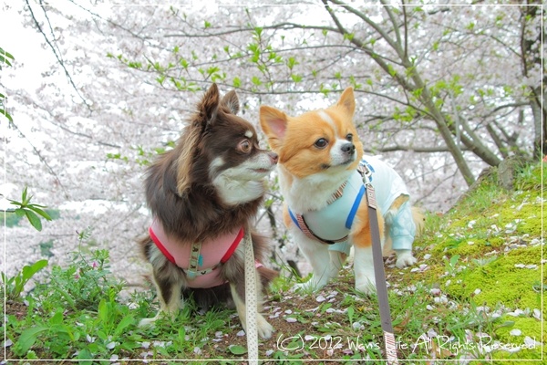 IMG_5608-20120416.jpg