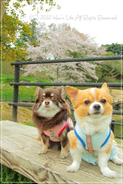 IMG_5671-20120416.jpg