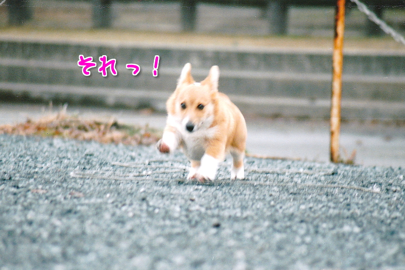 招呼