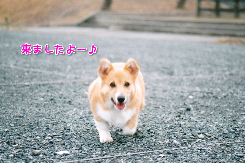 招呼
