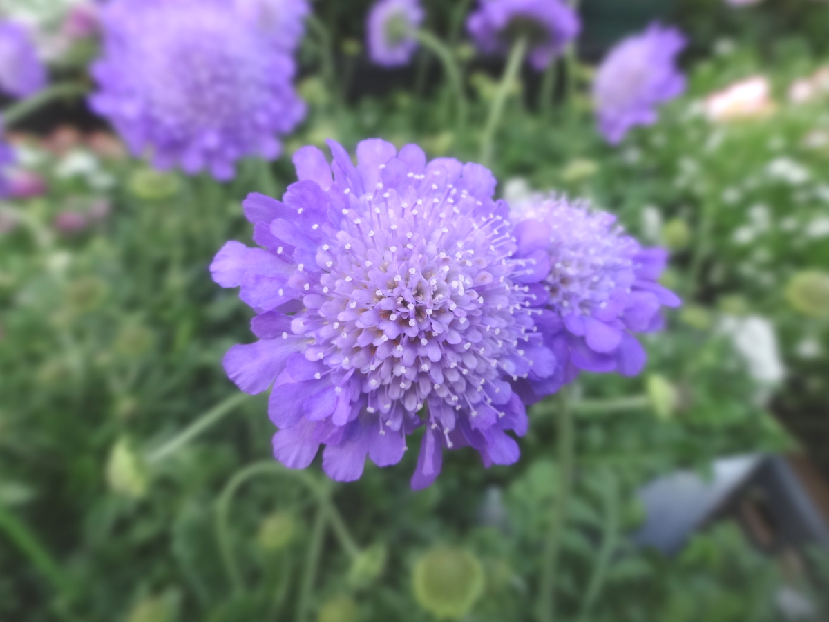 むらさき日和^^