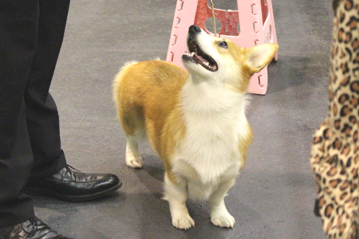 こぎ