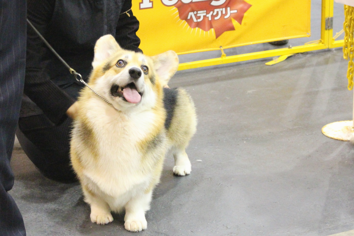 こぎ