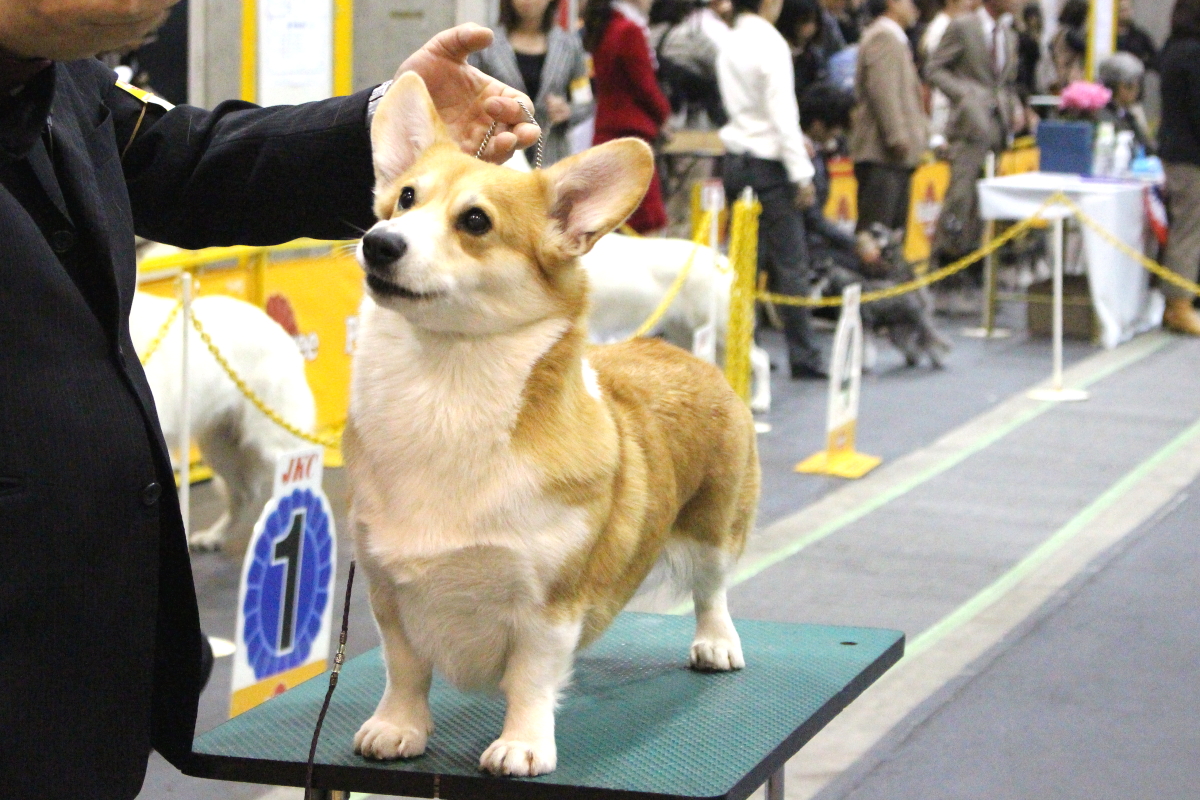 こぎ