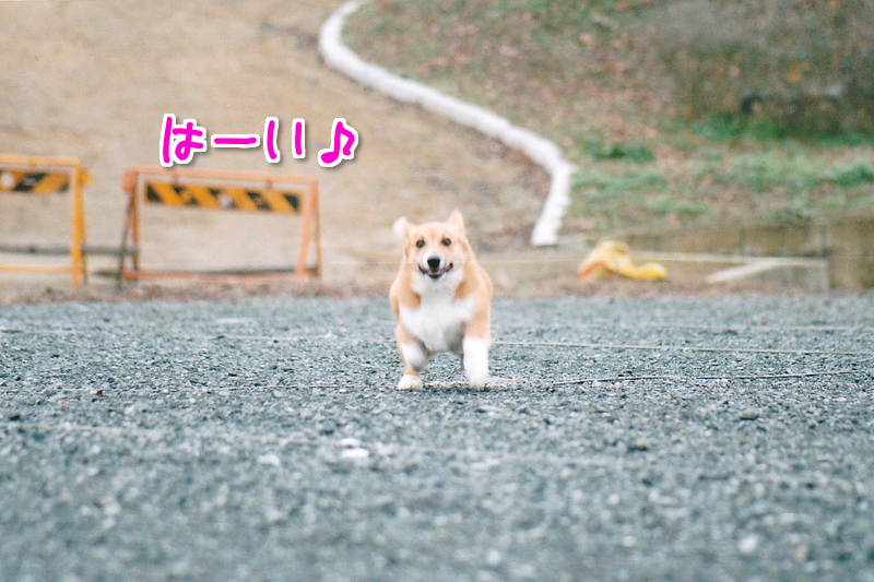 招呼
