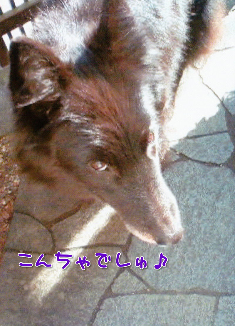 シェール