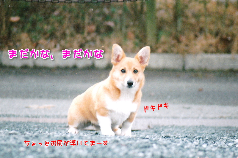 停座