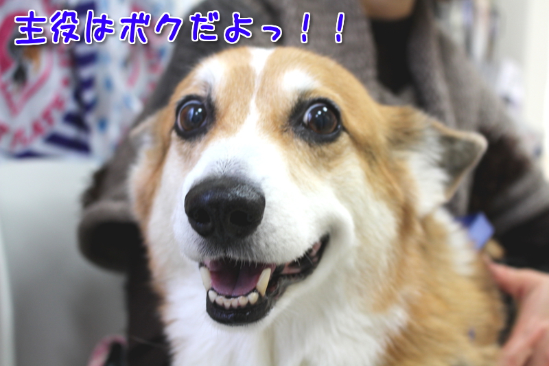 健気なホルン