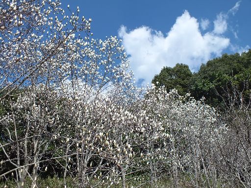 DSCF0023.jpg
