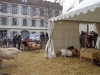 Carouge3.jpg
