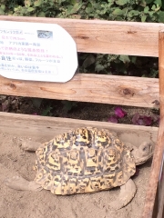 リクガメ、いい顔してます