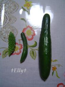 風に吹かれて、風になりたい-ミニ野菜