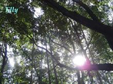 $風に吹かれて、風になりたい ~六甲山麓里山便り~-木漏れ日02