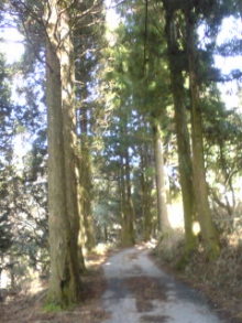六甲山麓 里山便り~里山流ロハスでスローな田舎暮らし~-100428_1531~01.jpg