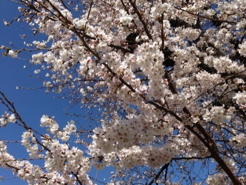 IMG_8963.jpg