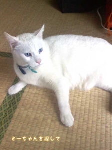 ゆめ