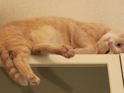 はほり