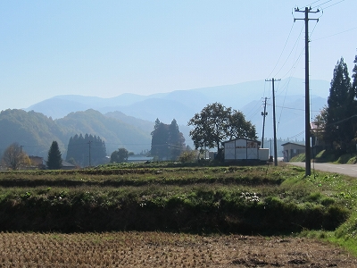 トトロの木