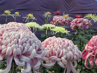 南陽の菊祭り