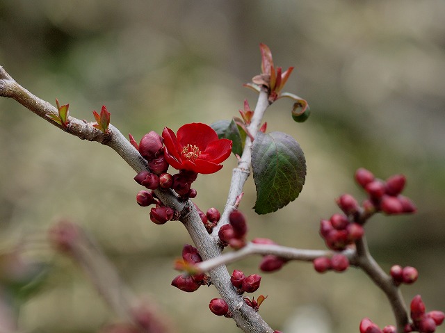 s-P3112772.jpg
