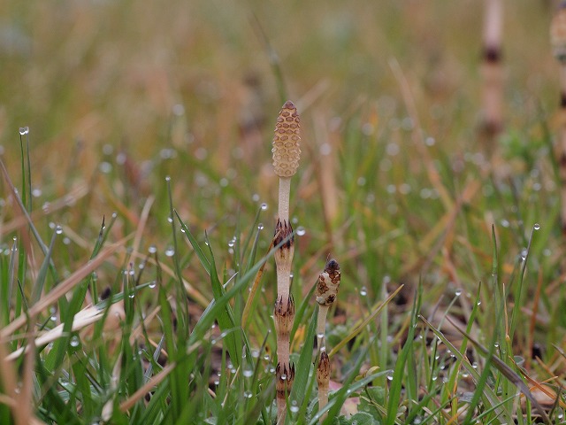 s-P3182957.jpg