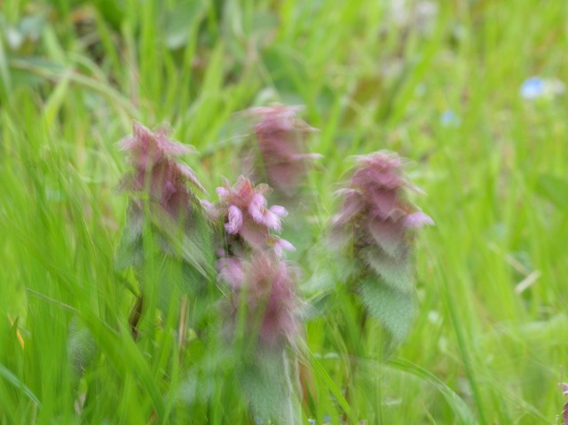 s-P3314095.jpg