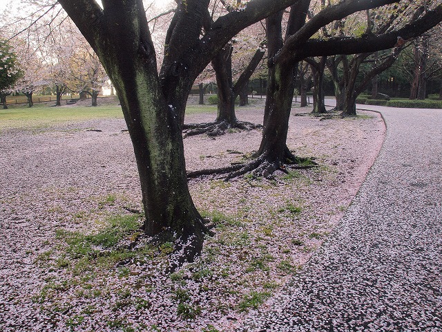 s-P4155170.jpg