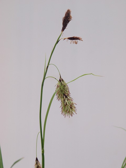 s-P4225559.jpg