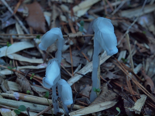 s-P5056582.jpg