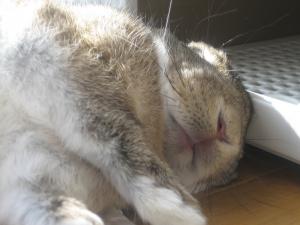 IMG_6608_convert_20130412082505.jpg