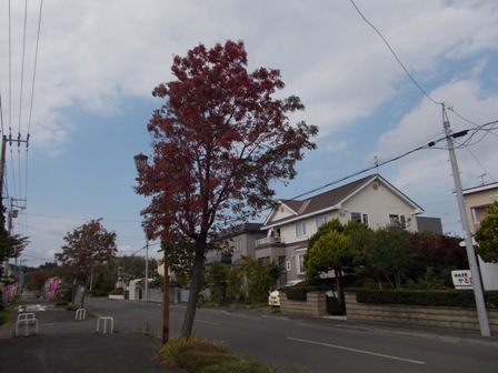 街路樹