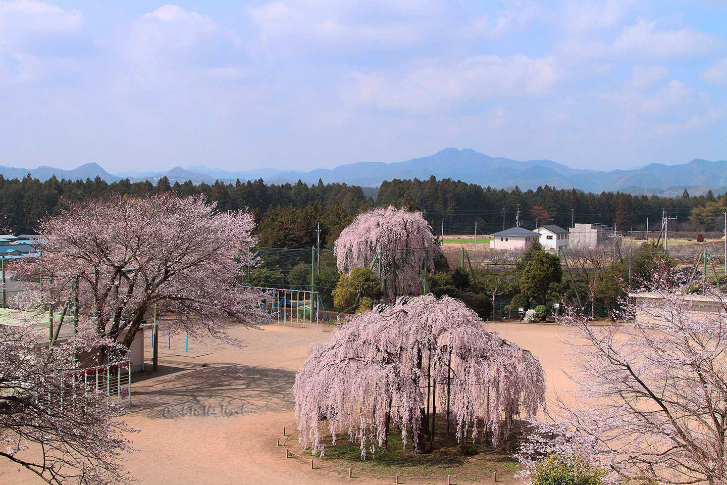 tabisakura001.jpg