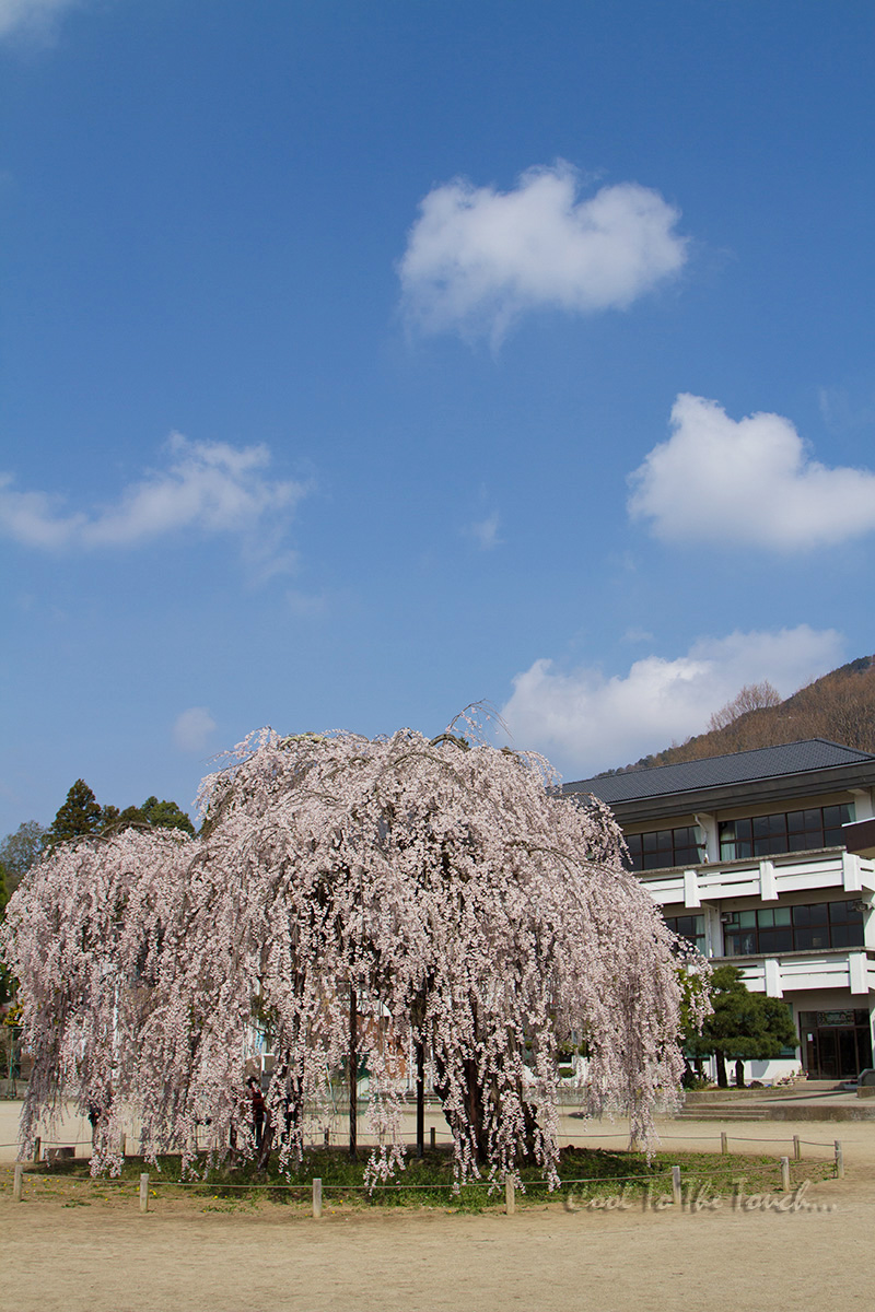 tabisakura002.jpg