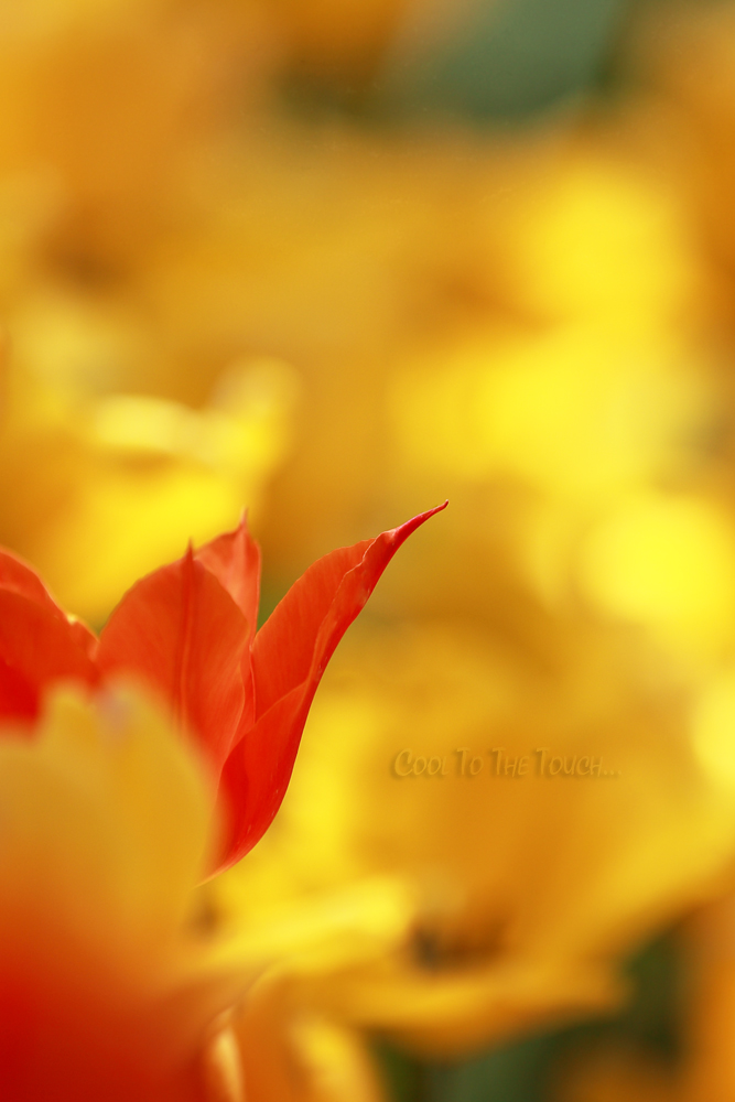 tulip42503.jpg