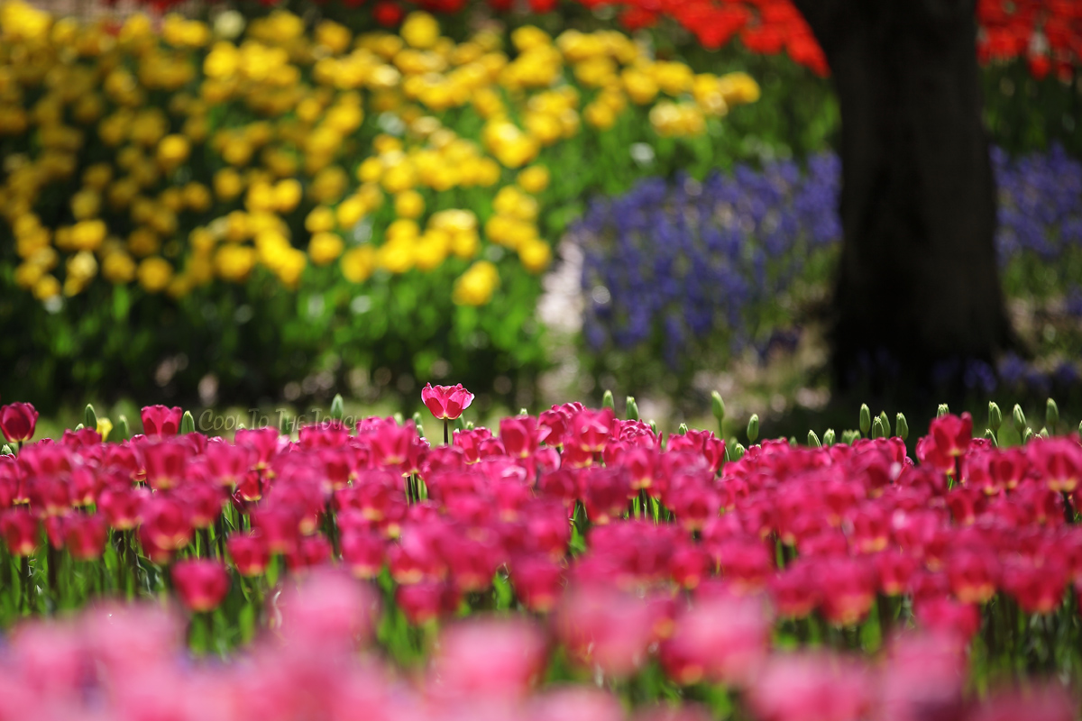 tulip42504.jpg