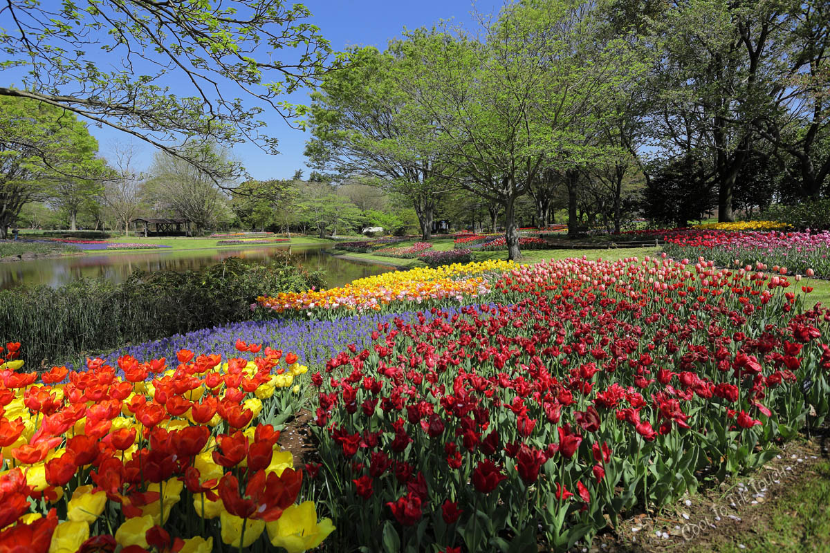 tulip427-4.jpg