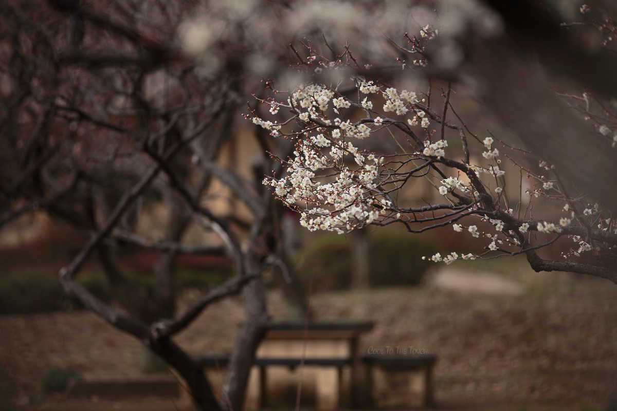 ume12001.jpg