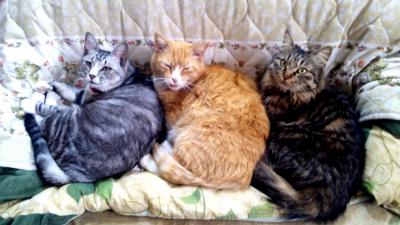 トラぬこ×3