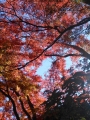 高尾山 紅葉