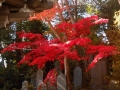 高尾山 薬王院3