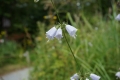 9-10 湿生花園