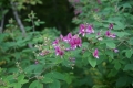 9-10 湿生花園 7
