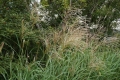 9-10 湿生花園 4
