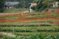 日向山